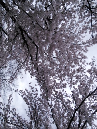 古都の桜